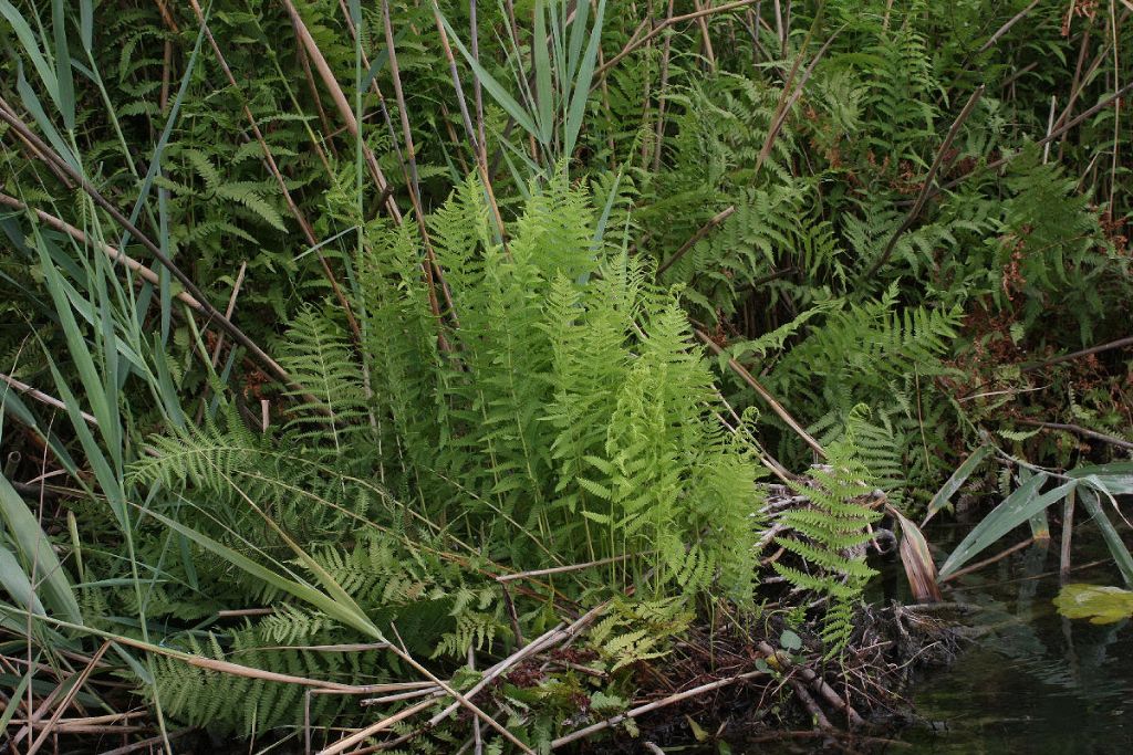 Thelypteris palustris / Felce palustre